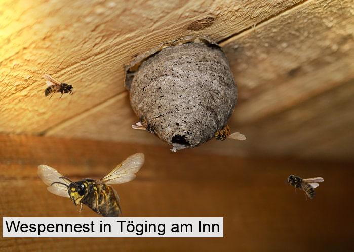 Wespennest in Töging am Inn